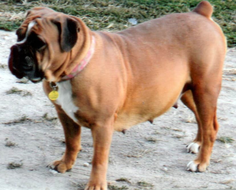 Dakota's West River Izzy