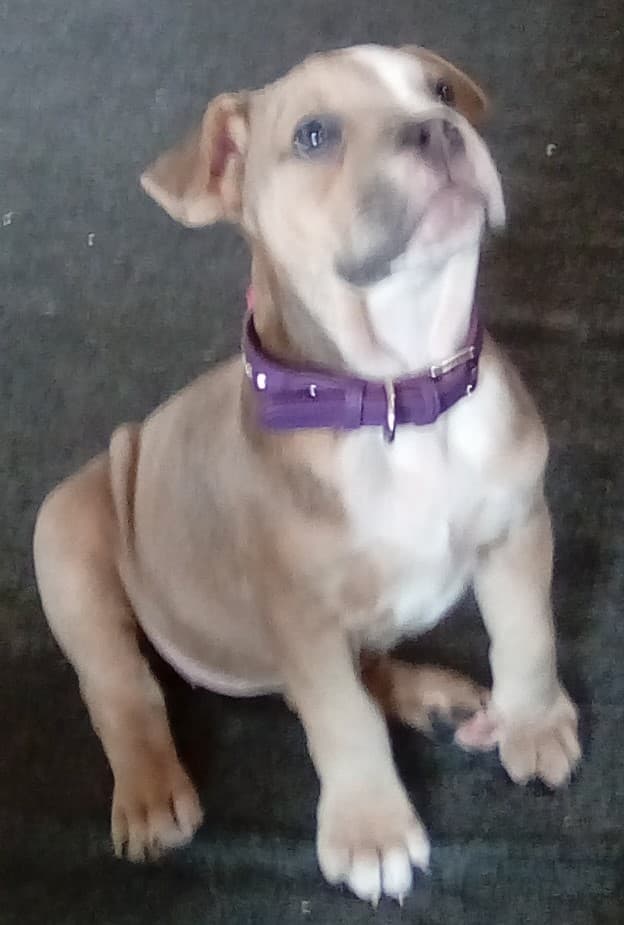 Davis' Lila Anne Squire Non-Breeding