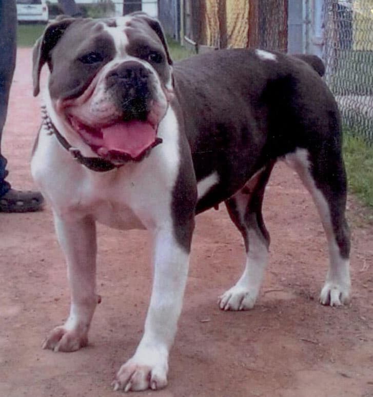 De Calida's Blue Jeans of Cambull Kennels