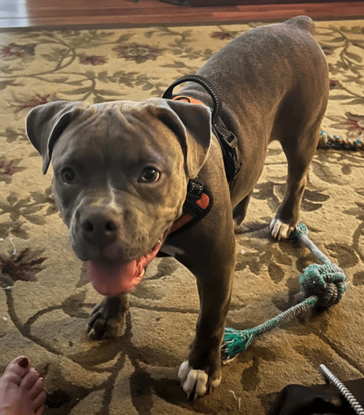 Deep Wood's Bella Blue