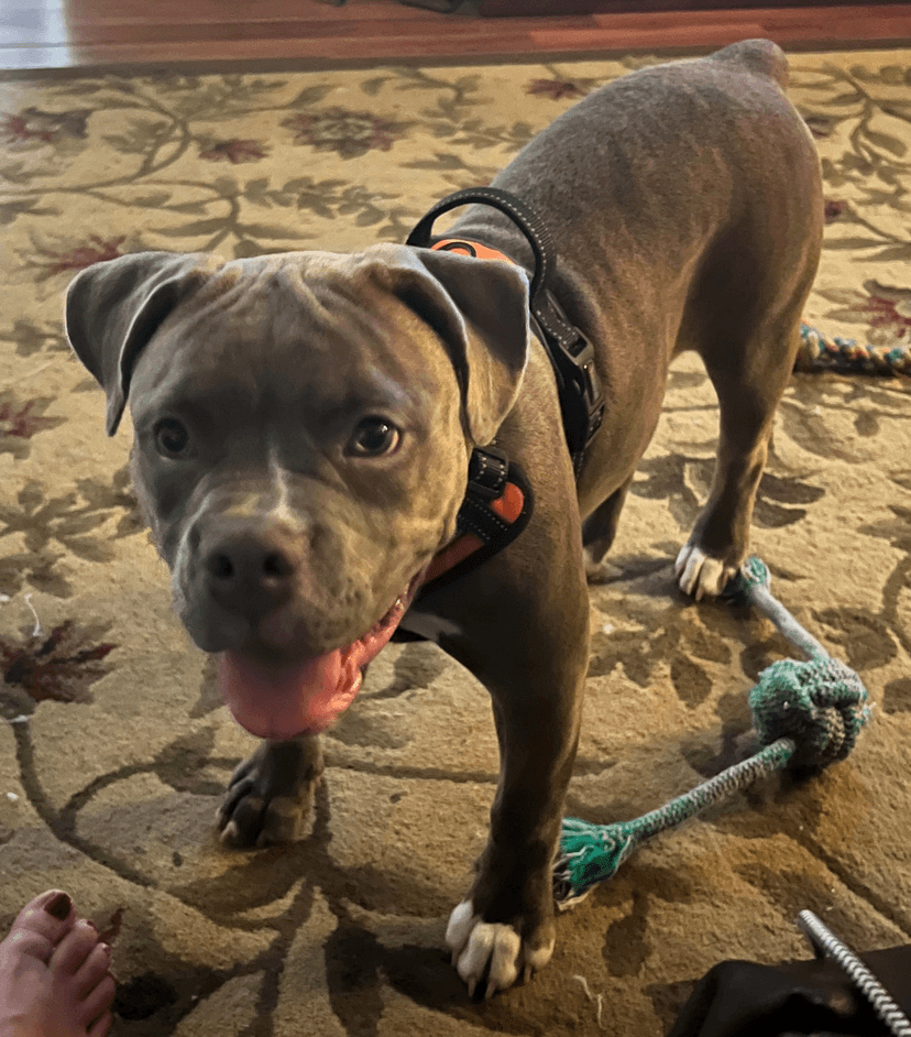 Deep Wood's Bella Blue