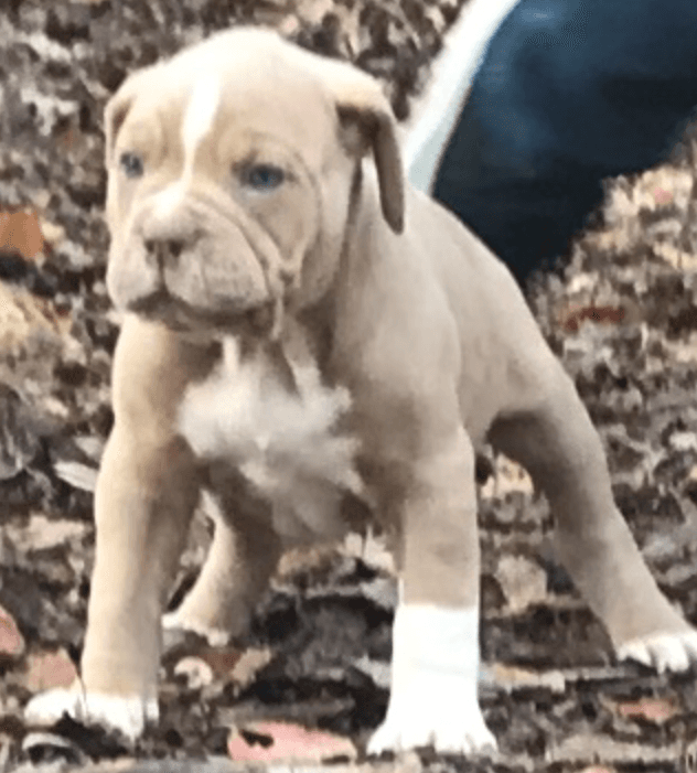 Deep Wood's Winston Brindle