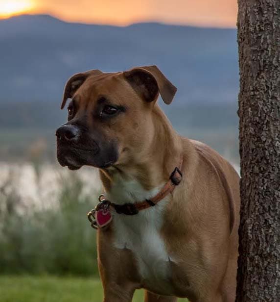 Demi Dogges Zeus God of Thunder