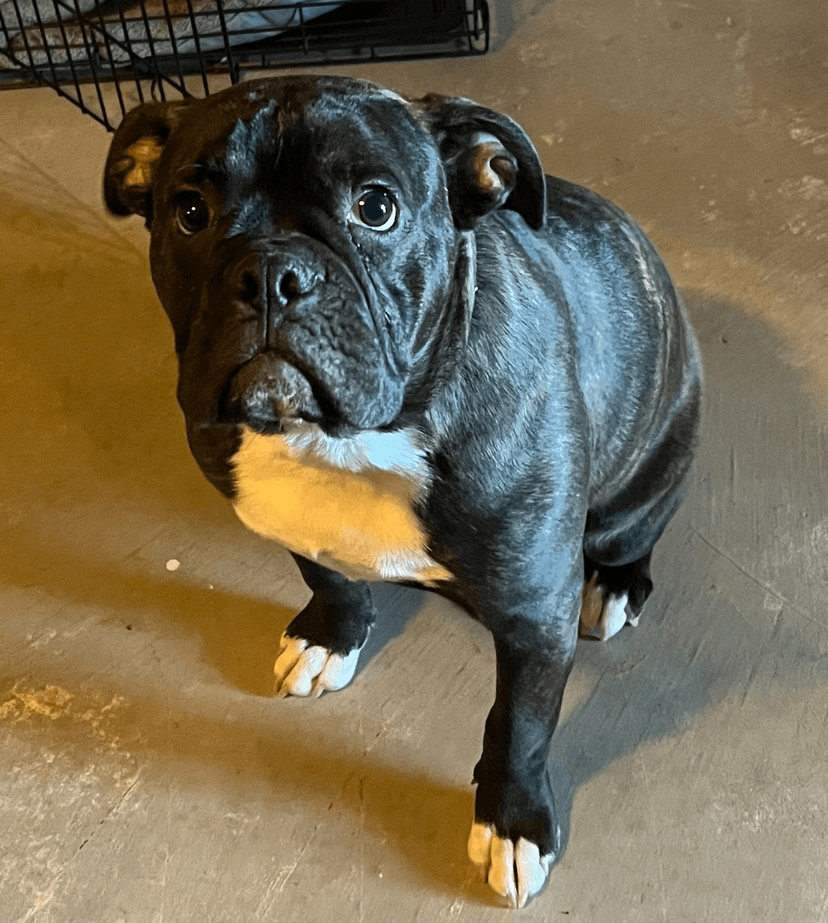 Desert Dawg Zeus