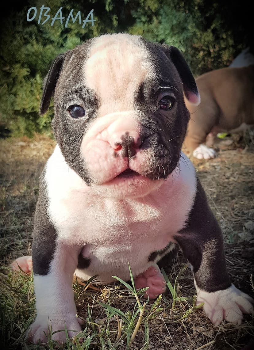 des Lices Puppy G3