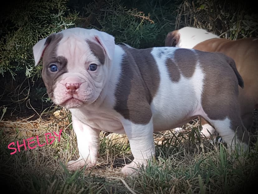 des Lices Shelby