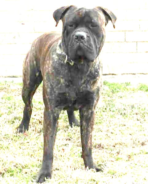 Dio of Hardwick Kennel