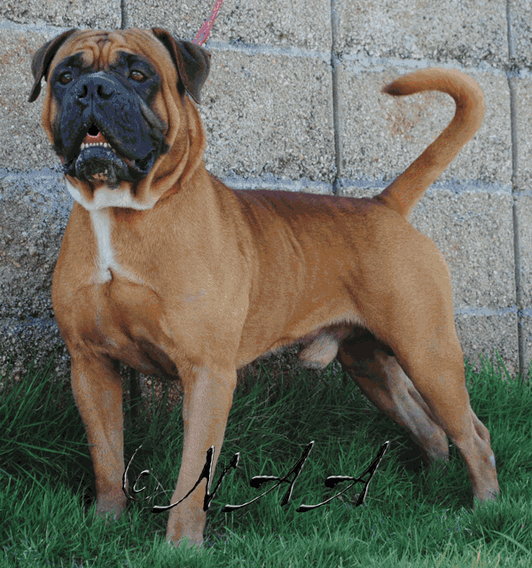 DOB's Maximus el Cangri