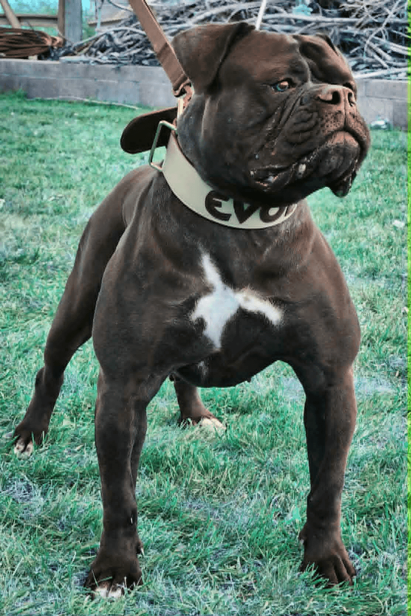 Evolution's Onyx