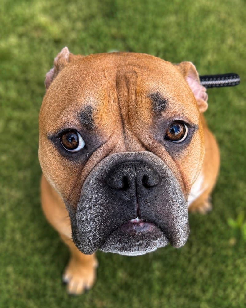 Barnes Fluffy Bulldoggies Puppy C1