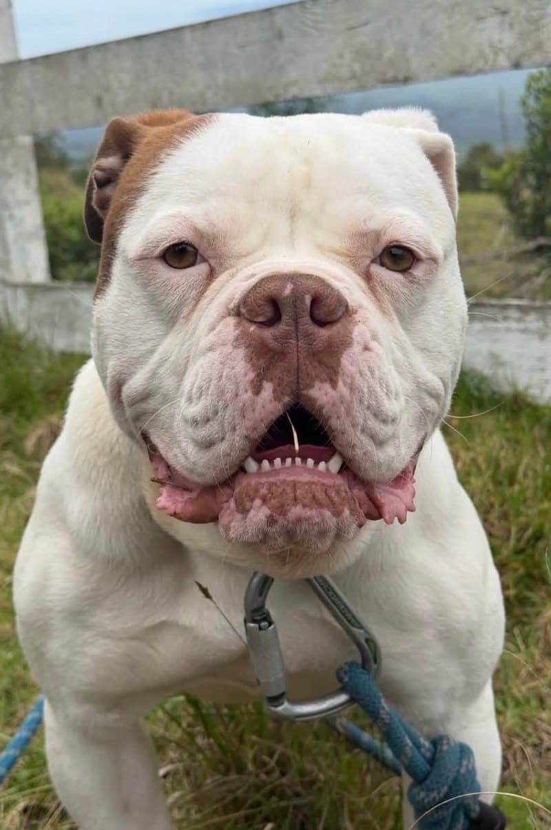 HCS Bulldogges Panthro