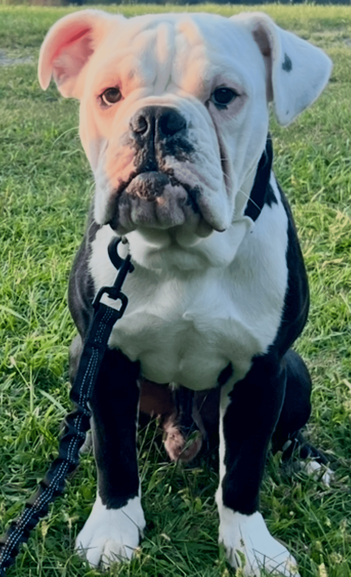 TBK's Puppy 2F4