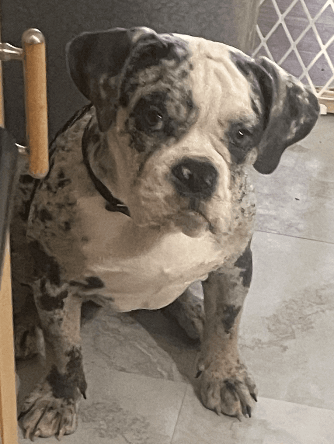 Dolce Blue Bull Dogge Bella