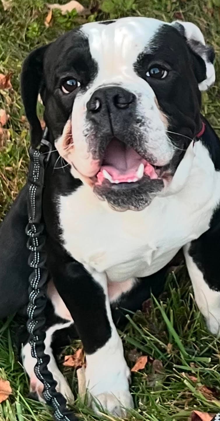 Dolce Blue Bull Dogge Walter