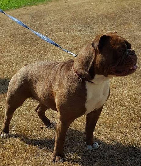 Dozer's Portia