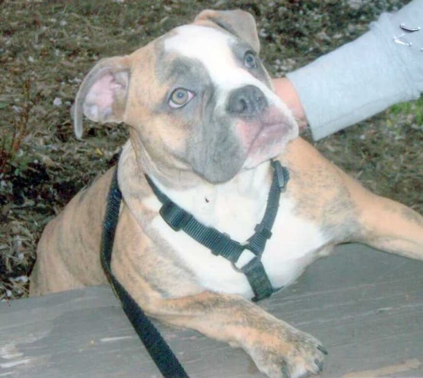 Goddogz Puppy F2
