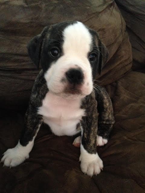 Dragon'z Den Augustus