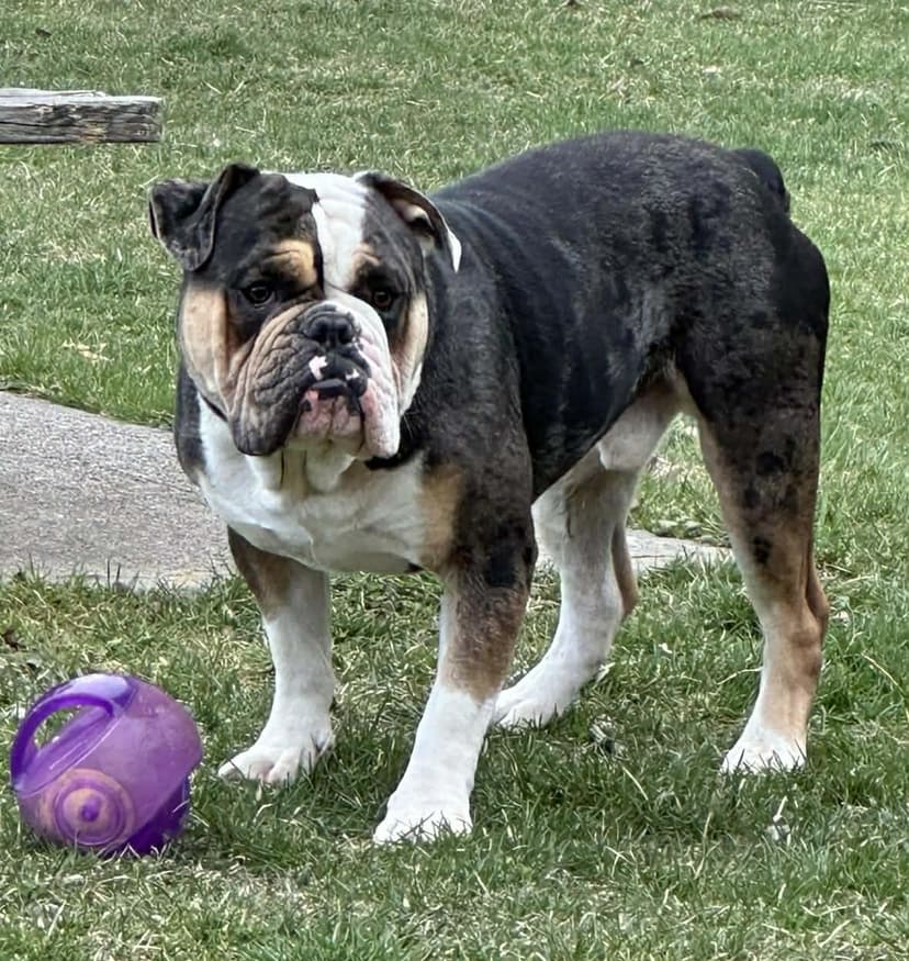 DTK Big Bodacious Beau