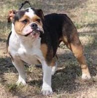 Durio's Box Car Bullies Onyx