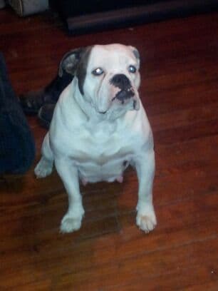 Durnell's Priscilla Rose