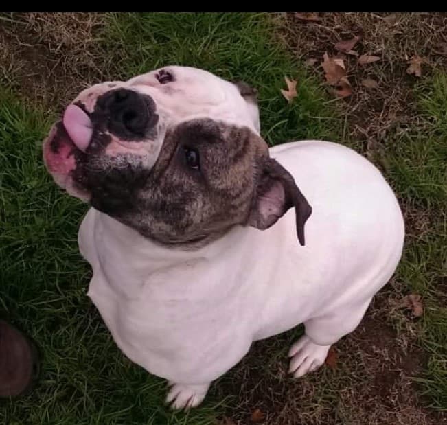 Dutchess Dolce Dunn