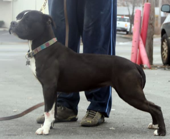 DWK's Oprah of Alubull