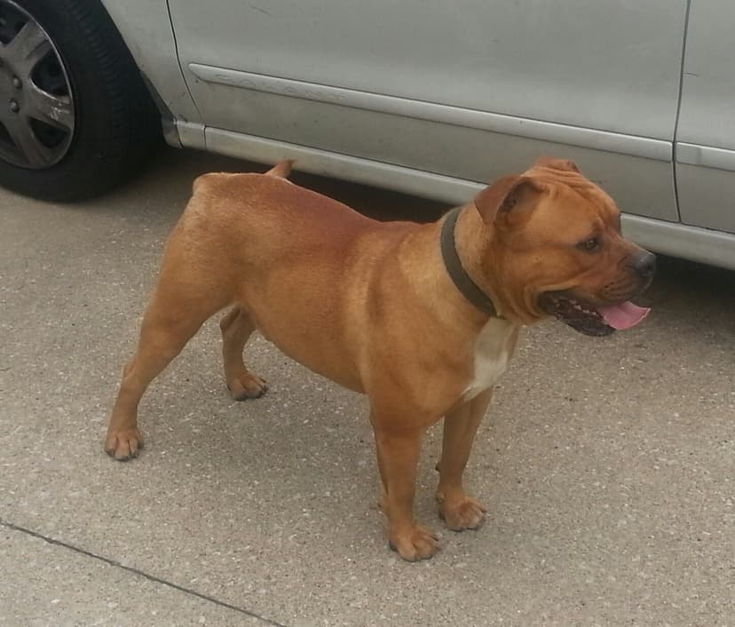 DWK's Rilo @ Snipers Bulldogs