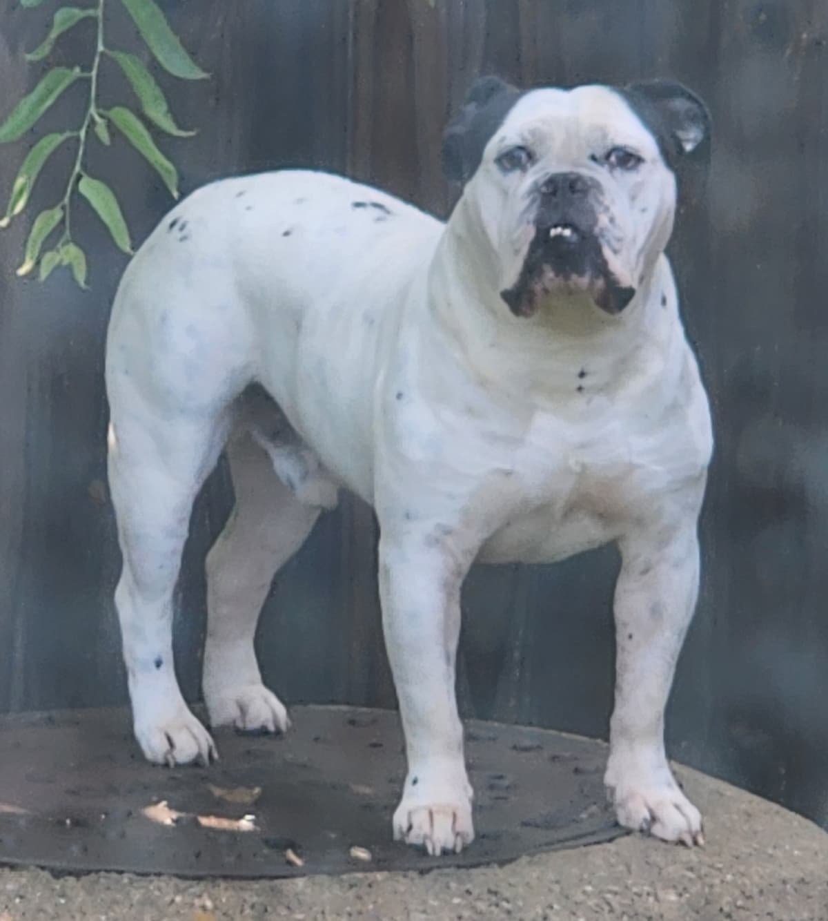 TBK's Puppy 2F2
