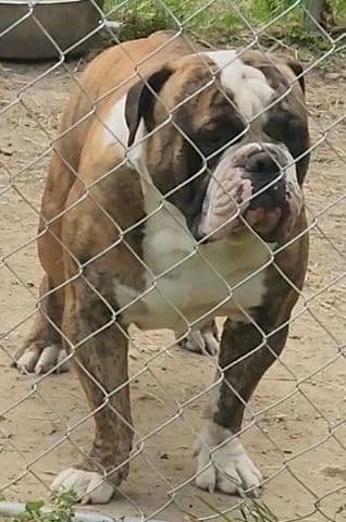 East River Mount Bullyz Bruce Bruce