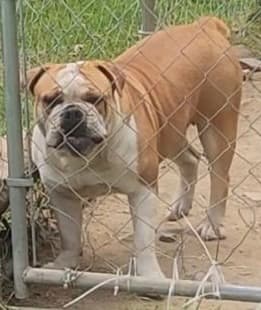 East River Mount Bullyz Lil Bit