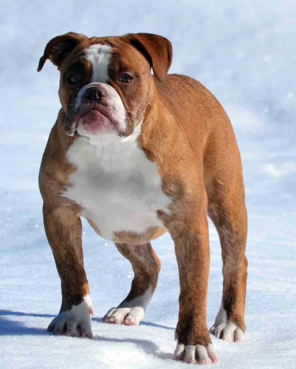 Elemental Bulldogges' Puppy B1
