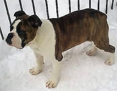 Elliotthaus' Miss Peggy Sue