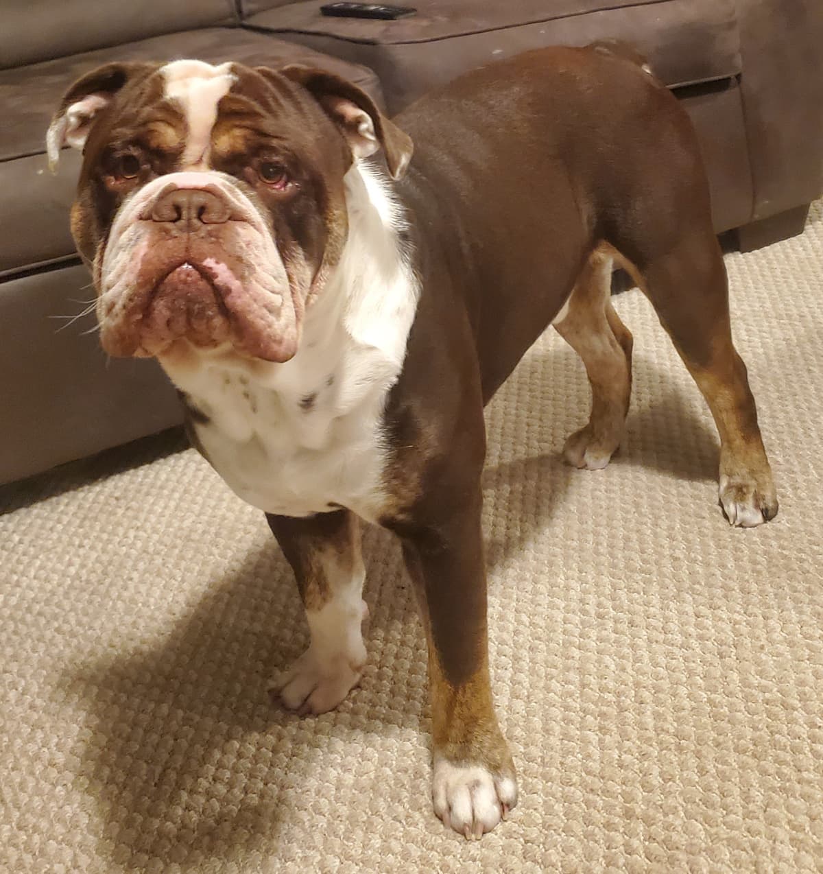 Elmyro's Clyde