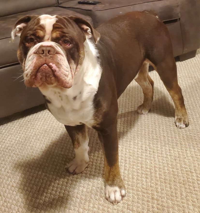 Elmyro's Clyde