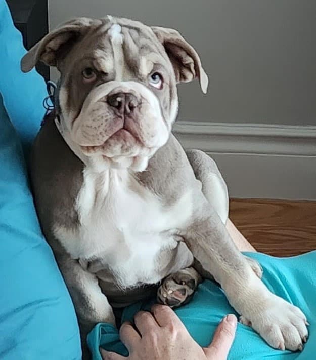 Elmyro's Lexi