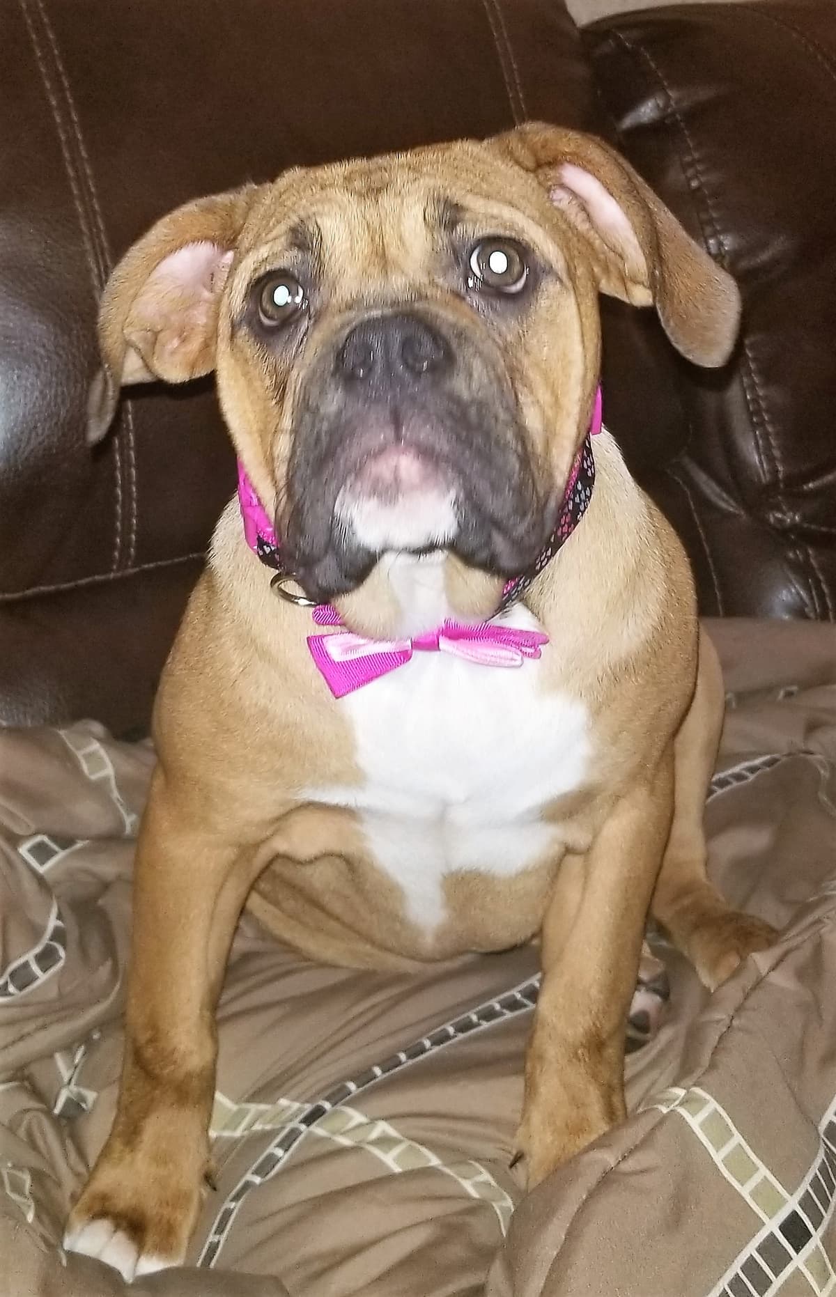 Elsa's Pride Harley