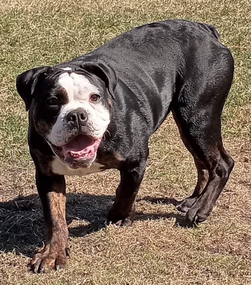 Berlin Bullies Tashy Moon