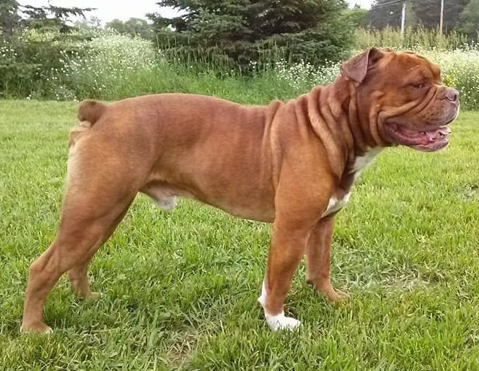 Empire's Dozer