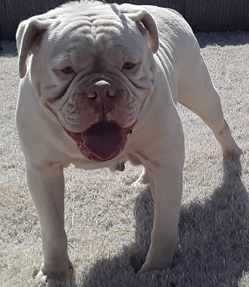 Englewood's Lola of Territory's