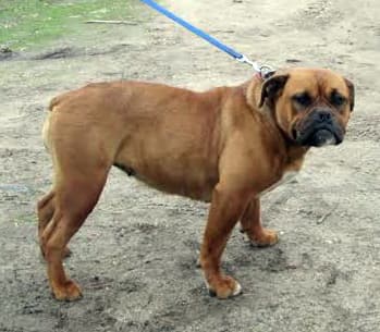 EOCK Queen Rosie of Senkiw