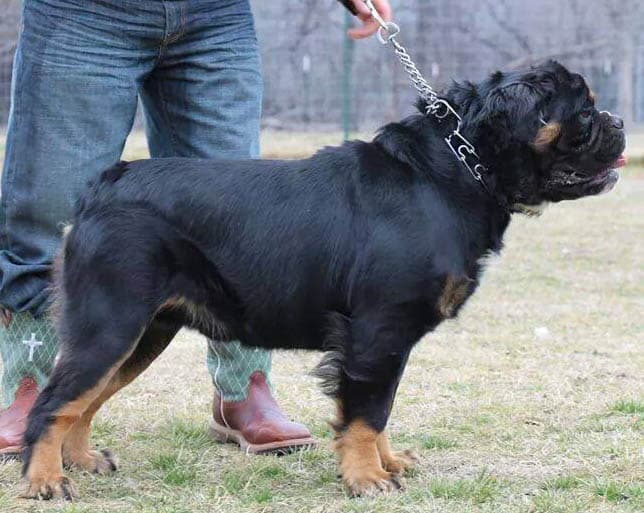 Eve's Kodiak of Anarchy