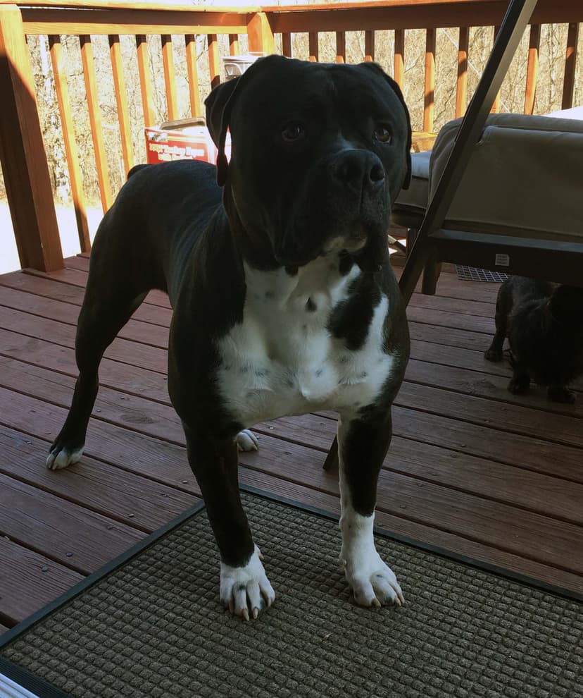 Evolution's Roscoe