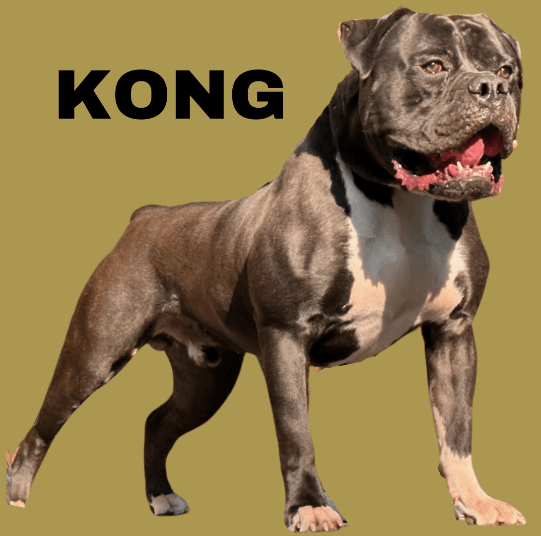 Evolution's King Kong