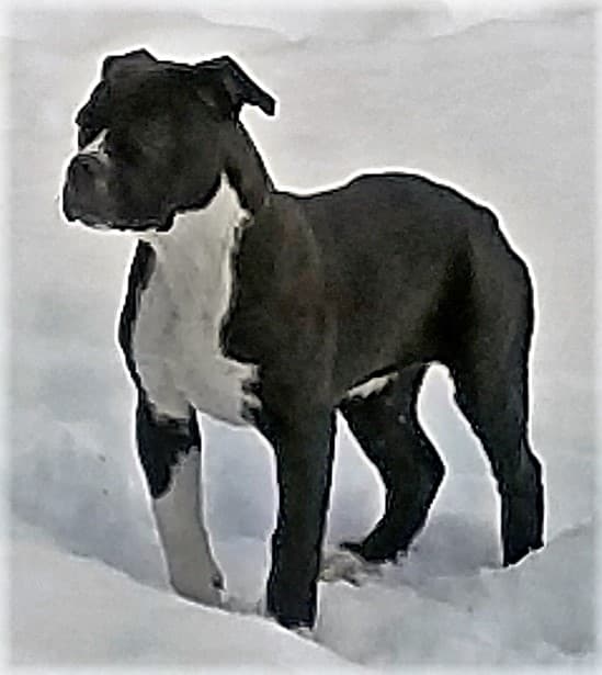 Evolution's Puppy TT2