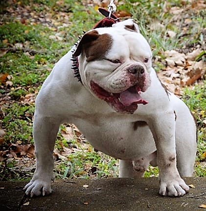 Evolution's Beef Cake