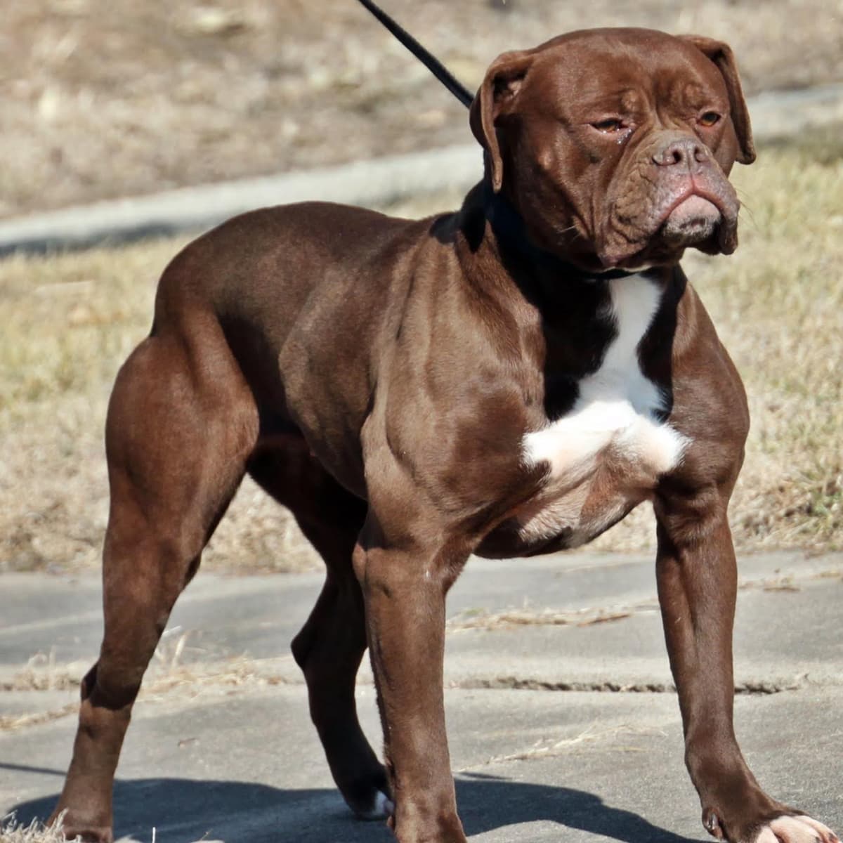 Evolution's Delilah