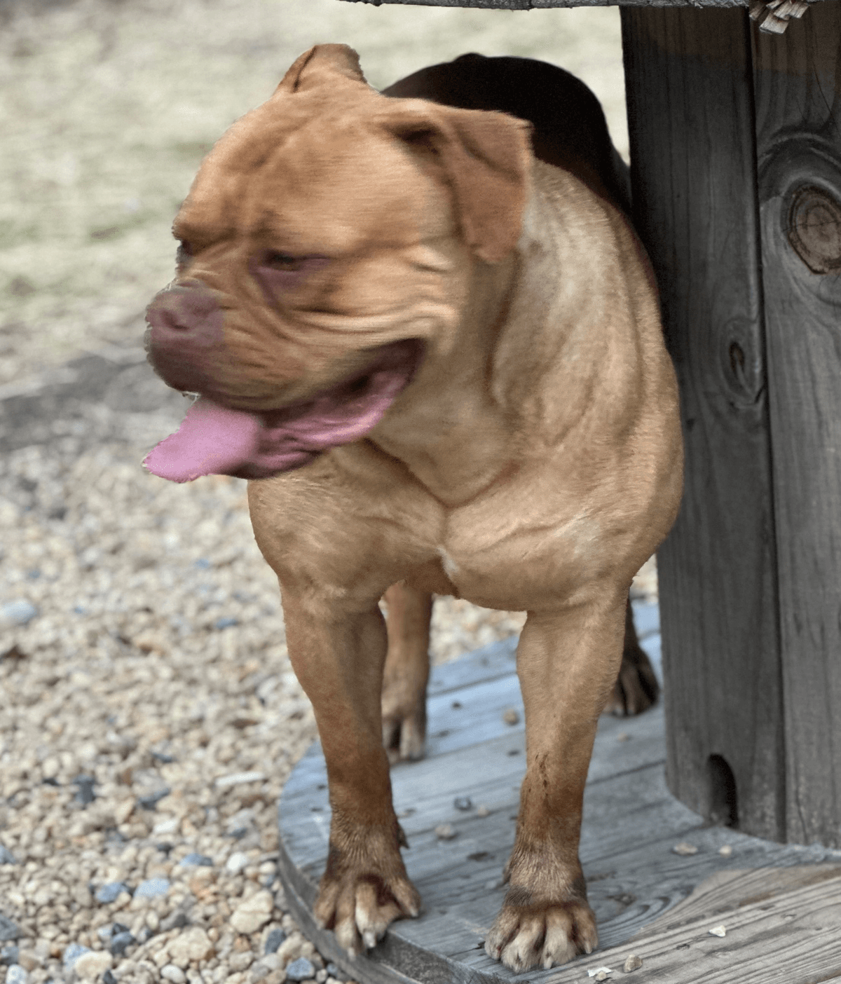 Evolution's Ella Mae @ MJR Bulldogges