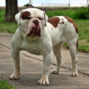 Evolution's High Voltage "Static"