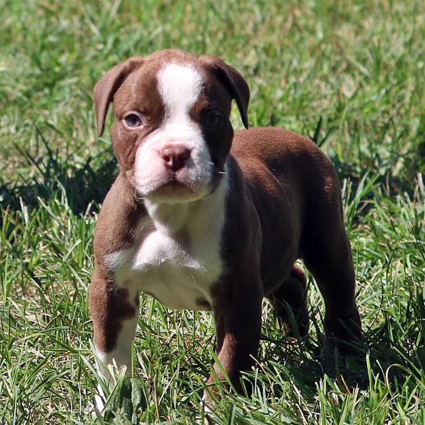 Evolution's Jammin' Rocco