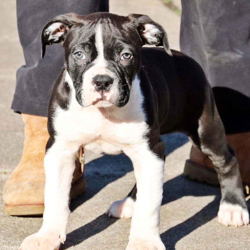 Evolution's Mighty King Zeus Apollo